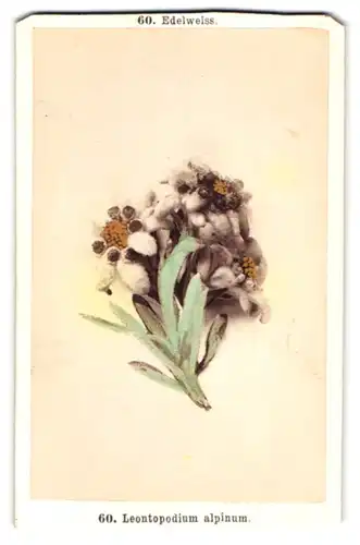 Fotografie F. Friedrich, Prag, Edelweiss, Leontopodium alpinum, Botanik