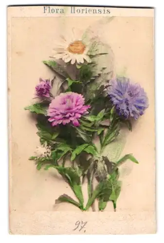 Fotografie Jospeh Bermann, Wien, Flora Horiensis, Botanik