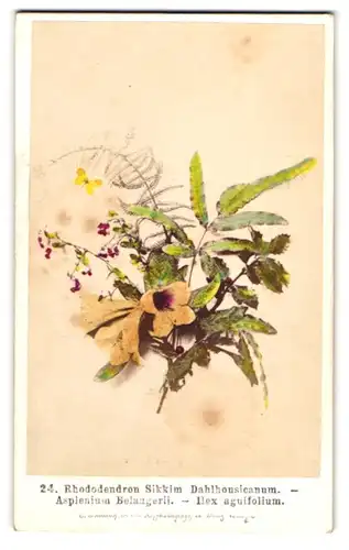 Fotografie Fridrich, Prag, Rhododendron Sikkim Dahlhousicanum, Asplenium Bellagerii, Ilex aguifolium, Botanik