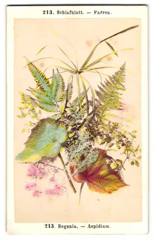 Fotografie F. Fridrich, Prag, Botanik, Schiefblatt, Farren, Begonia, Aspidium