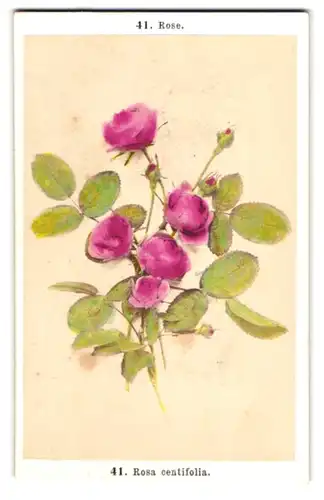 Fotografie F. Fridrich, Prag, Rose, Rosa centifolia