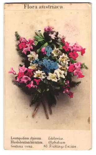 Fotografie Joseph Bermann, Wien, Botanik, Flora austriaca, Edelweiss, Alpbalsam, Frühlings Enzian