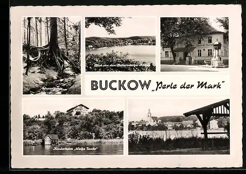 AK Buckow / Mark, Kinderheim Weisse Taube, Central-Hotel, Blick von den Bollersdorfer Höhen, Wurzelfichte