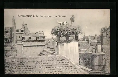 AK Strassburg i. E., Storchennest, Les Cigognes