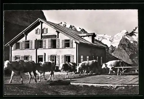 AK Grosse Scheidegg, Hotel Gr. Scheidegg mit Kühen