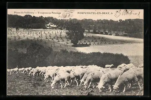 AK Neufchatel-en-Bray, Plaine du Valboury, Troupeau au Paturage