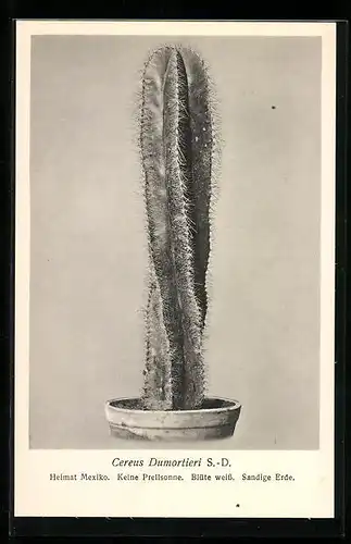 AK Bild eines mexikanischen Cereus Dumortieri S.-D., Kaktus