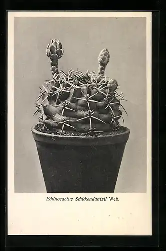AK Bild eines argentinischen Echinocactus Schickendantzii Web., Kaktus