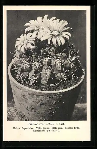 AK Bild eines argentinischen Echinocactus Mostii K. Sch., Kaktus