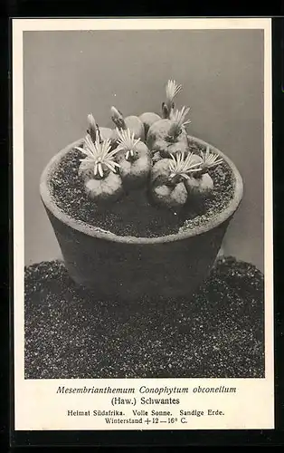AK Bild eines südafrikanischen Mesembrianthemum Conophytum obconellum, Kaktus