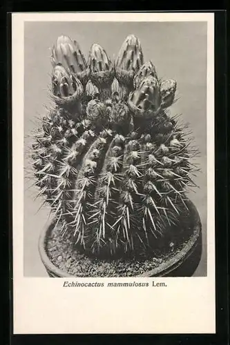 AK Bild des aus Uruguay stammenden Echinocactus mammulosus Lem., Kaktus
