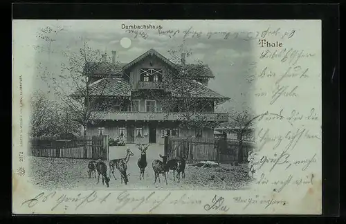 AK Thale, Dambachhaus mit Hirsch und Rehen