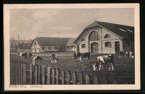 AK Radolfzell, Grasende Kühe vor der Viehhalle