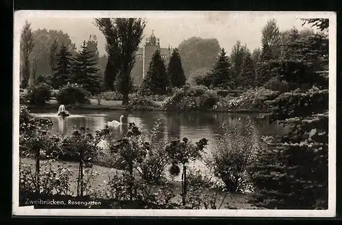 AK Zweibrücken, Schwäne auf einem Teich im Rosengarten