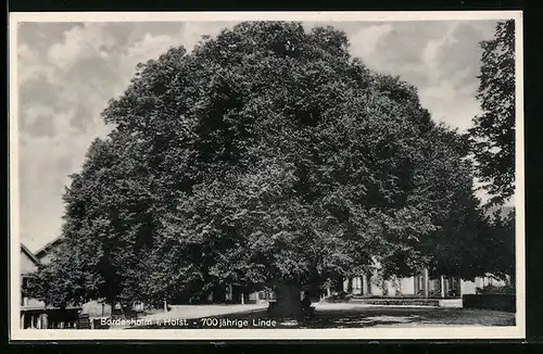 AK Bordesholm i. Holst, Blick auf die 700 jährige Linde