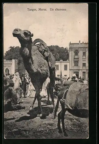 AK Tanger, Stehendes und liegendes Kamel vor Gebäuden