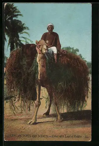 AK Egypt, Camel with Load of Fodder