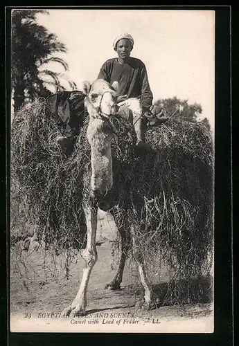 AK Kamel transportiert Heu auf dem Rücken