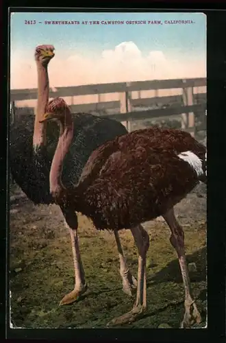 AK Cawston, Cal., Straussenpaar auf der Straussenfarm