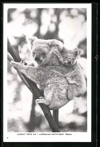 AK Koala mit Jungem auf einem Ast