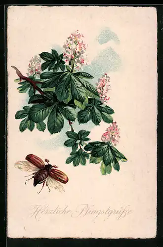 AK Fliegender Maikäfer vor blühendem Kastanienzweig