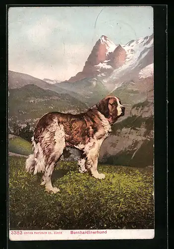 AK Bernhardinerhund vor Alpenkulisse