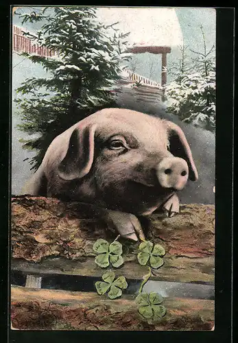 AK Glücksschwein guckt über einen Zaun, Kleeblätter
