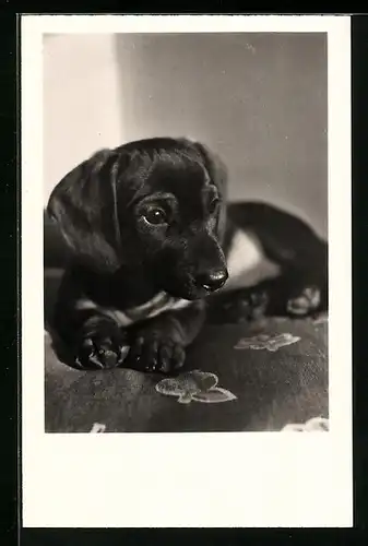 AK Liegender Dackelwelpe