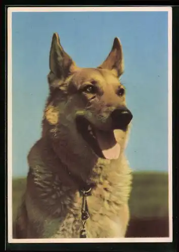 AK Schäferhund, Frontaufnahme