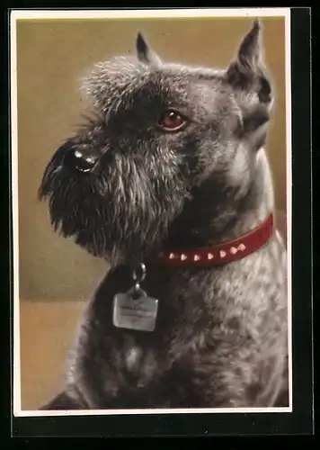 AK Terrier, Schnauzer mit Halsband