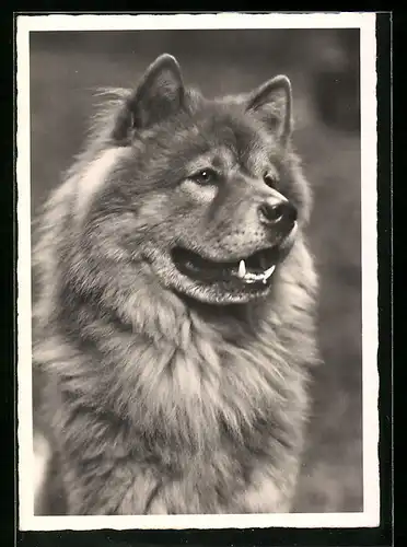 AK Portrait eines Schäferhundes mit langem Fell