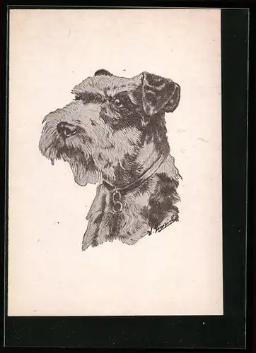 AK Portrait eines jungen Schnauzers mit Halsband