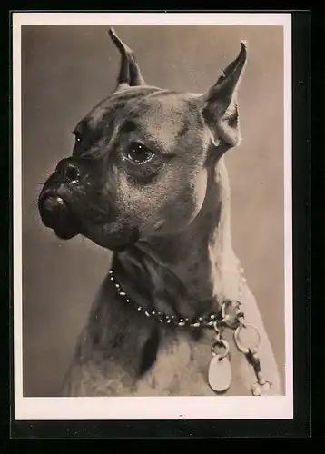 AK Hund mit spitzen Ohren und Ketenhalsband