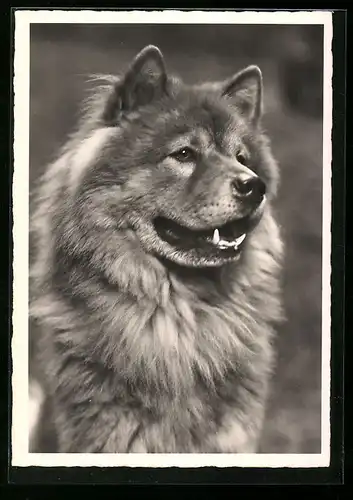 AK Portrait eines Schäferhundes mit langem Fell