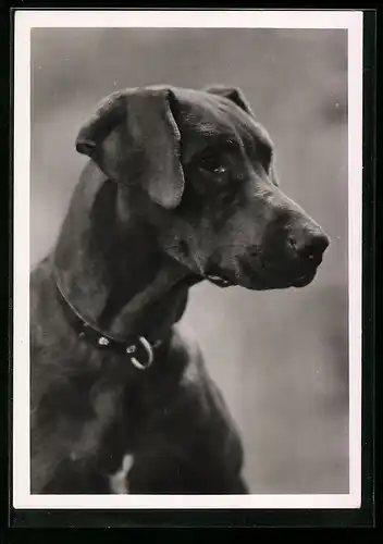 AK Jagdhund mit herabhängenden Ohren