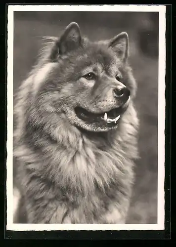 AK Portrait eines Schäferhundes mit langem Fell