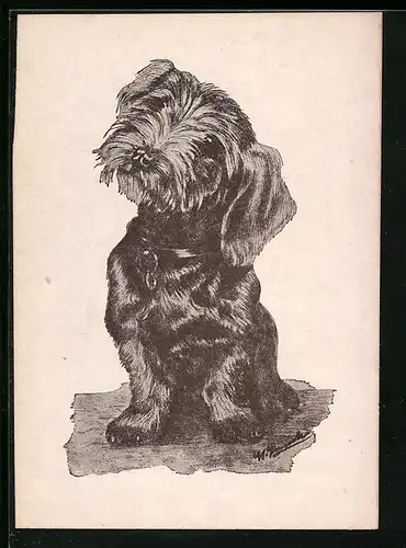 AK Kleines Hündchen mit Halsband