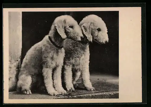 AK Zwei kleine Hunde mit wolligem Fell