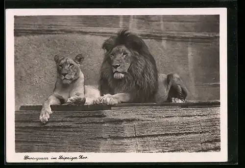 AK Leipzig, Löwenpaar im Zoo