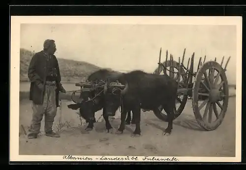 AK Albanien, Landesübl. Büffelfuhrwerk