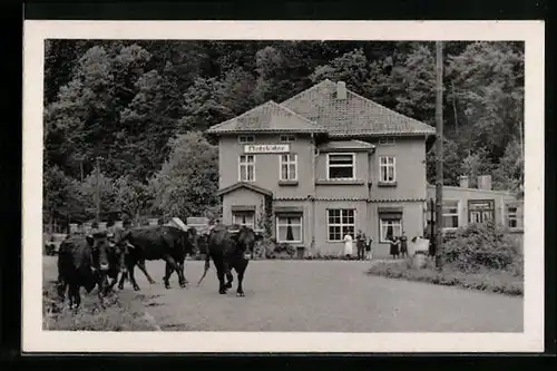 AK Ilfeld, Ochsen vor dem Hotel Netzkater