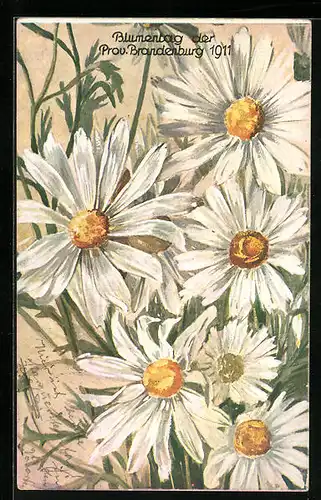 AK Brandenburg, Karte zum Blumentag 1911mit Margeriten