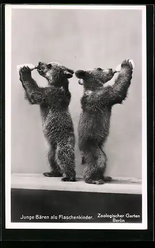 AK Berlin, Zoologischer Garten, junge Bären als Flaschenkinder
