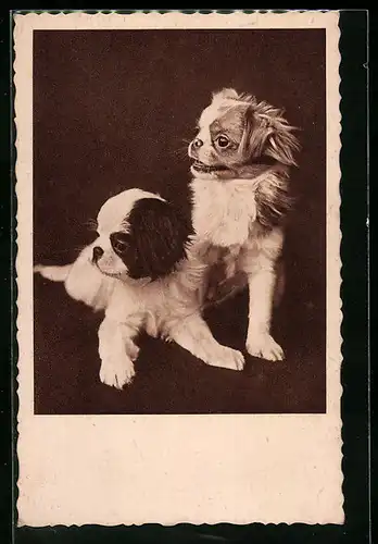 AK Zwei kleine Hunde nebeneinander