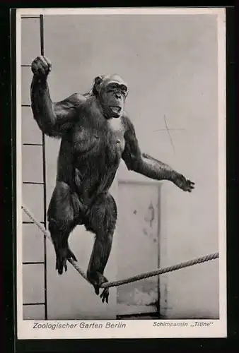 AK Berlin, Schimpanse Titine balanciert auf einem Seil, Zoologischer Garten