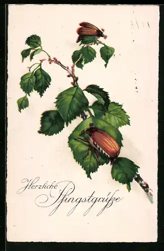 AK Maikäfer auf Futtersuche auf einem Ast