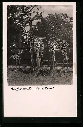 AK Halle, Giraffenpaar Hanno und Twiga im Zoo