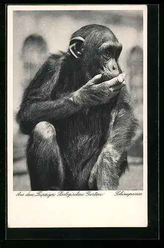 AK Leipzig, Schimpanse im Zoo