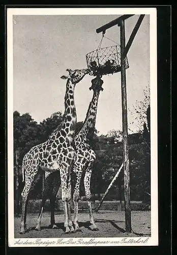 AK Leipzig, Giraffenpaar mit Futterkorb im Zoo