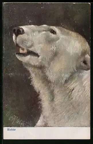 Künstler-AK Kopf eines Eisbären